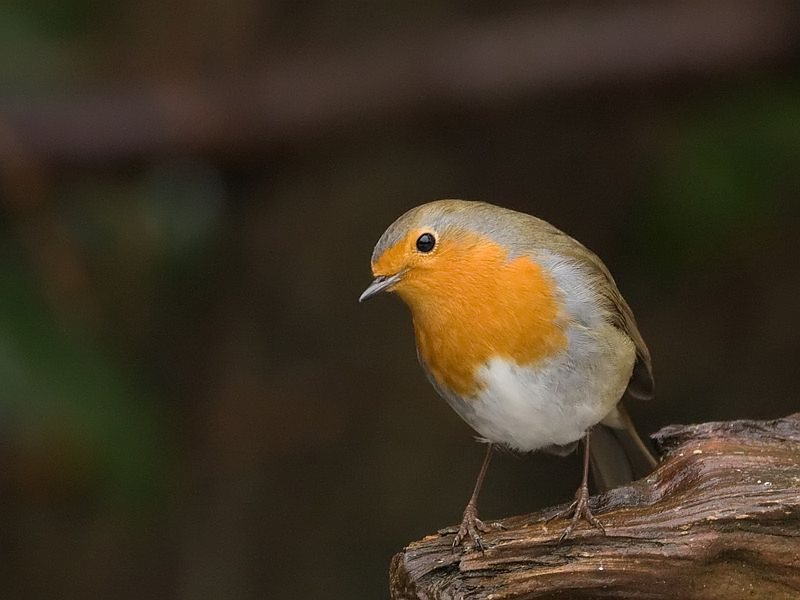 Erithacus rubecula Roodborst Robin